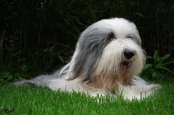 BEARDED COLLIE s PP