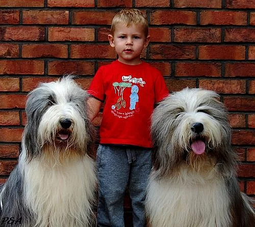 BEARDED COLLIE s PP