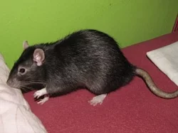 Potkaní miminka bez rodokmenu na mazlíčky