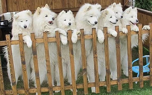 Samojed - štěňátka s PP