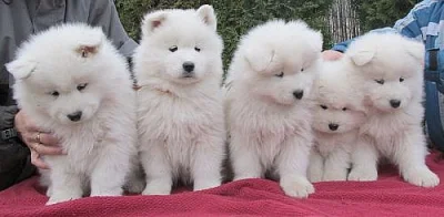 Samojed - štěňátka s PP