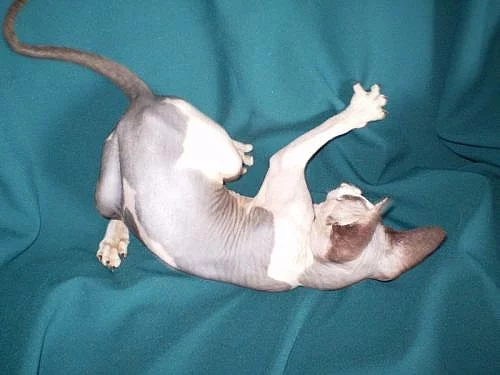 Sphynx kanadský s PP