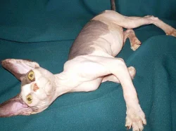 Sphynx kanadský s PP