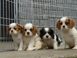 kavalír king charles španel