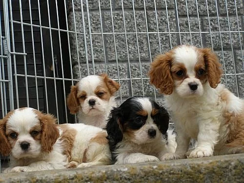 kavalír king charles španel