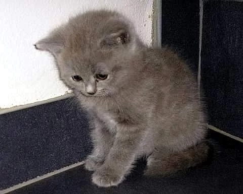 Prodám britská modrá koťátka