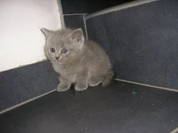 Prodám britská modrá koťátka