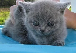 Prodám britská modrá koťátka