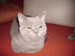 Britská koťátka s PP