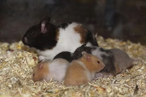 Mláďátka syrských křečků