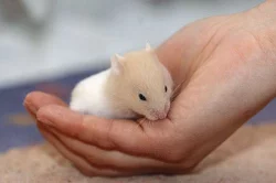 Mláďátka syrských křečků