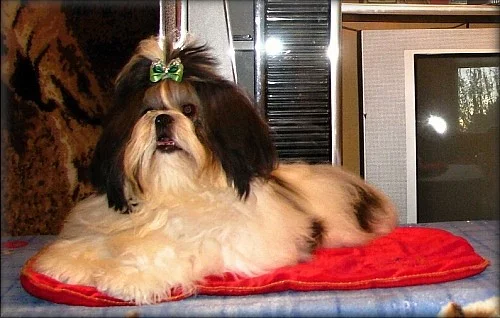 6 měsíční fenka shih - tzu