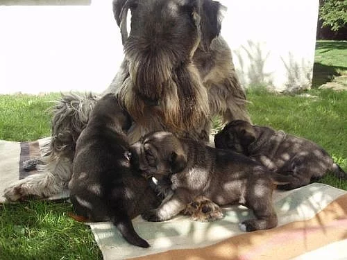 Štěňátka knírače středního P+S.