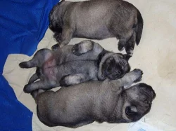 Štěňátka knírače středního P+S.