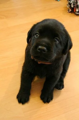 Labradorský retriever s PP