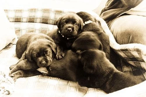 Labradorský retriever s PP