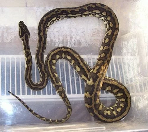 Krajty kobercové - Morelia spilota variegata LEVNĚ