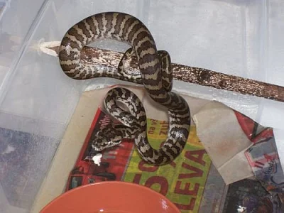 Krajty kobercové - Morelia spilota variegata LEVNĚ