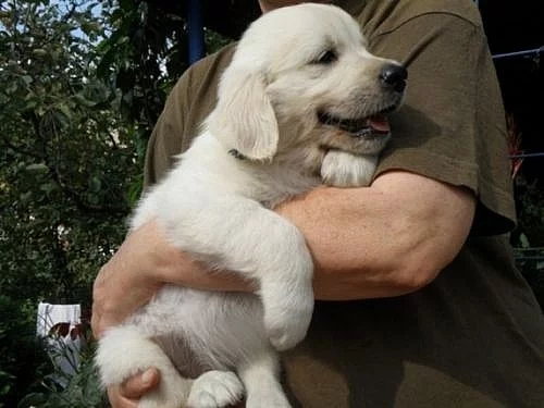 Zlatý retriever - štěňátka s PP
