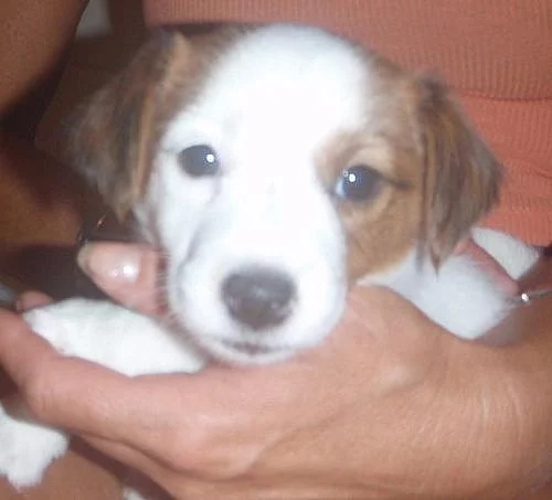 Jack Russell Teriér s PP - Poslední volná FENKA