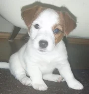 Jack Russell Teriér s PP - Poslední volná FENKA