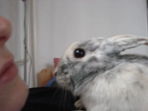 Daruji zakrslého králíčka