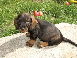 Štěňátka jezevčíka drsnosrstého standardního