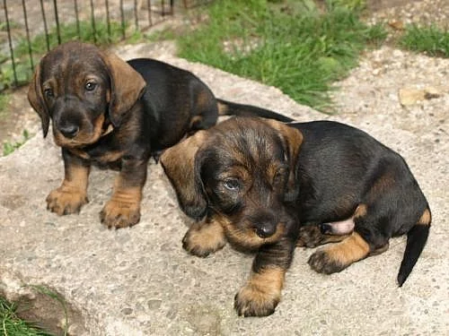 Štěňátka jezevčíka drsnosrstého standardního