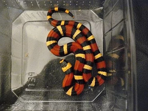 L.T.Campbelli apricot