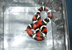 L.T.Campbelli apricot