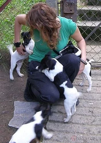 Foxteriér hladkosrstý s pp.