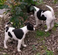 Foxteriér hladkosrstý s pp.