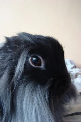 Daruji rok sarého zakrslého králíčka