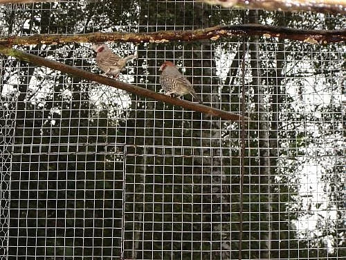 Amadiny červenohlavé,guldy.aymary,zebřičky,