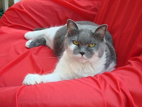 Daruji čistokrevnou kočičku Britku