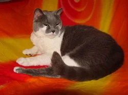 Daruji čistokrevnou kočičku Britku