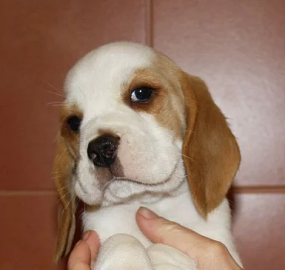 Beagle - pejsci s PP