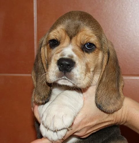 Beagle - pejsci s PP
