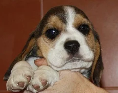 Beagle - pejsci s PP