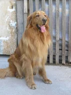 nádherná štěnátka Hovawarta