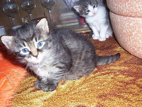 SIBIŘSKÁ KOŤÁTKA