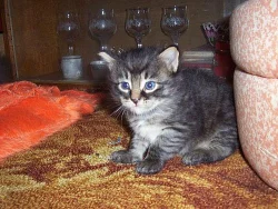 SIBIŘSKÁ KOŤÁTKA