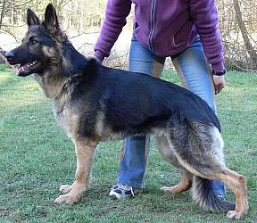 Prodám štěňátka No