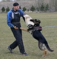 Prodám štěňátka No