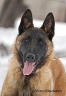 Belgický ovčák malinois