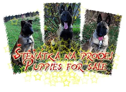 Belgický ovčák malinois