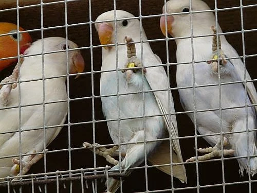 Agapornis fišeri a škraboškový