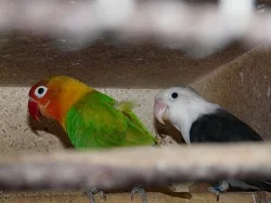 Agapornis fišeri a škraboškový