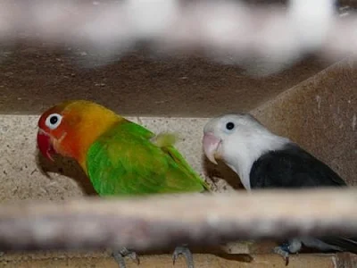 Agapornis fišeri a škraboškový