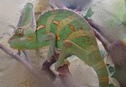 Boa c. imperator NZ 2008